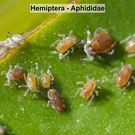Hemiptera - Aphididae -- Unidentified sp6