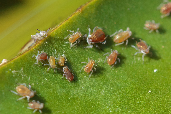Hemiptera - Aphididae - unidentified