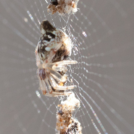 Araneae - Araneidae - Cyclosa conica