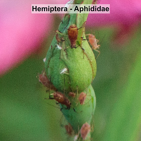 Hemiptera - Aphididae -- Unidentified sp3