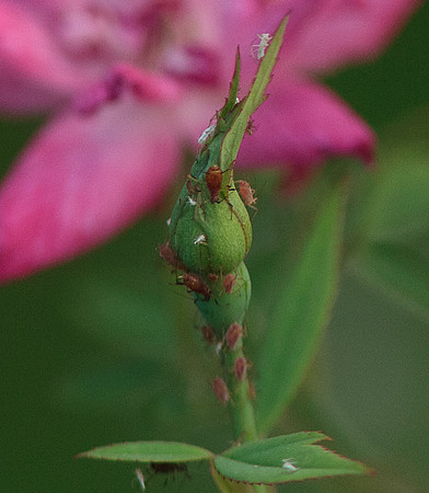 Hemiptera - Aphididae - unidentified