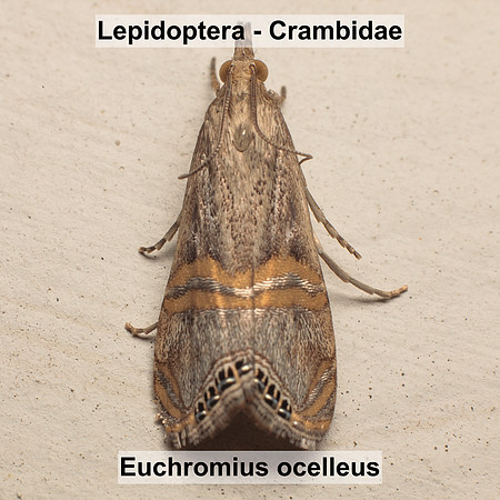 Crambidae - Euchromius ocelleus