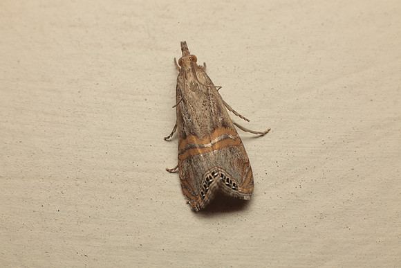 Crambidae - Euchromius ocelleus