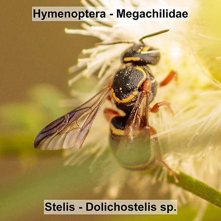 Hymenoptera - Megachilidae - Stelis - Dolichostelis sp.