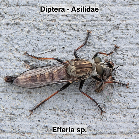 Diptera - Asilidae - Efferia sp.