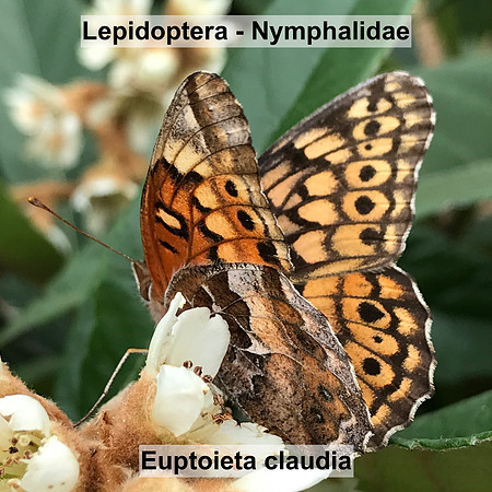 Lepidoptera - Nymphalidae - Euptoieta claudia