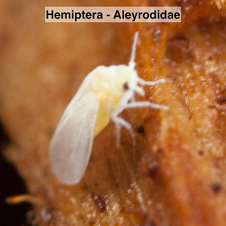 Hemiptera - Aleyrodidae -- Unidentified