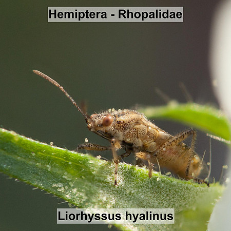 Hemiptera - Rhopalidae - Liorhyssus hyalinus