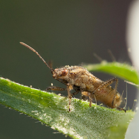 Hemiptera - Rhopalidae - Liorhyssus hyalinus