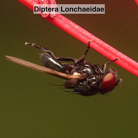 Diptera - Lonchaeidae - unidentified