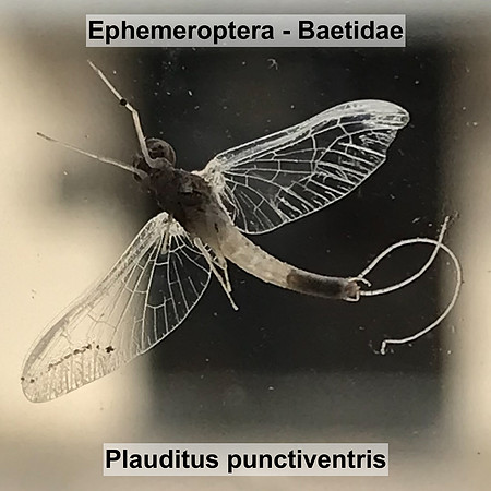 Ephemeroptera - Baetidae - Plauditus punctiventris