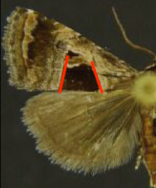 Tripudia rectangula
