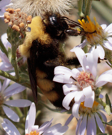 Hymenoptera - Apidae - Bomubs nevadensis