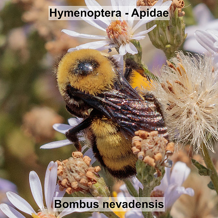 Hymenoptera - Apidae - Bombus nevadensis