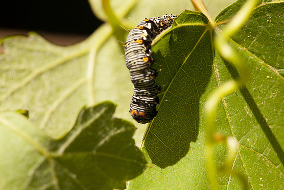Noctuidae - Alypia octomaculata