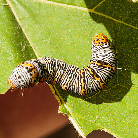 Noctuidae - Alypia octomaculata