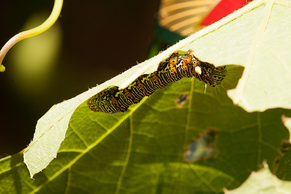 Noctuidae - Alypia octomaculata