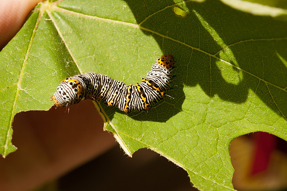 Noctuidae - Alypia octomaculata