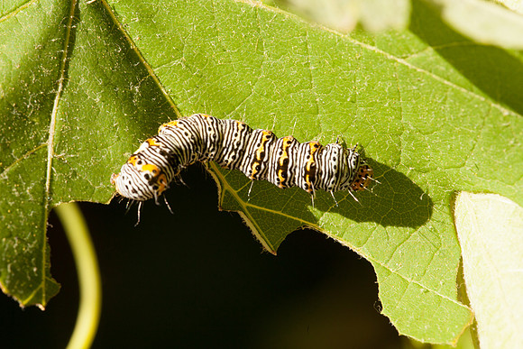 Noctuidae - Alypia octomaculata
