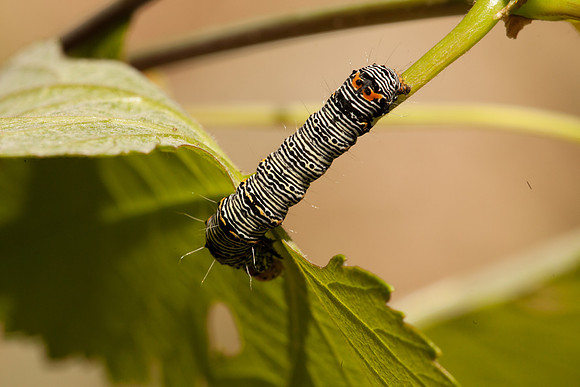 Noctuidae - Alypia octomaculata