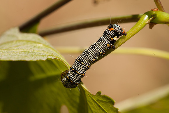 Noctuidae - Alypia octomaculata