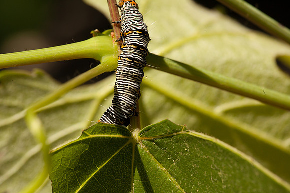 Noctuidae - Alypia octomaculata