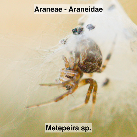 Araneae - Araneidae - Metepeira sp.