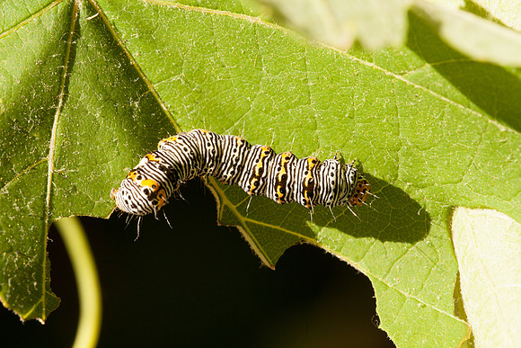 Noctuidae - Alypia octomaculata