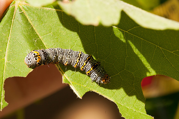 Noctuidae - Alypia octomaculata