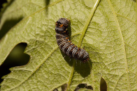Noctuidae - Alypia octomaculata