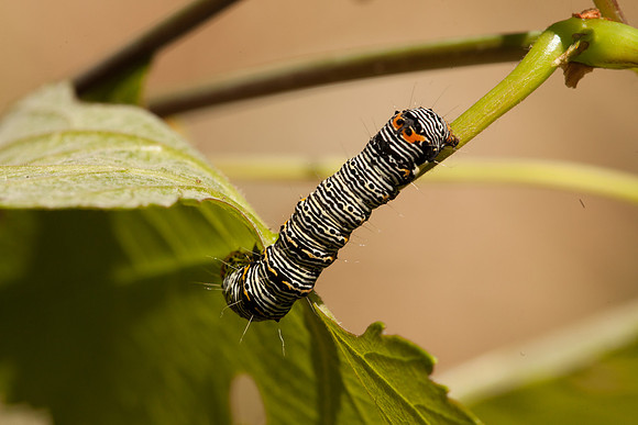 Noctuidae - Alypia octomaculata