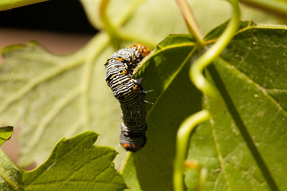 Noctuidae - Alypia octomaculata