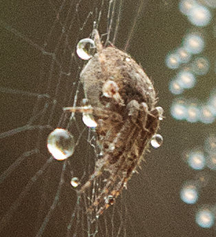 Araneae - Araneidae - Araneus sp.