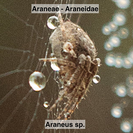 Araneae - Araneidae - Araneus sp.