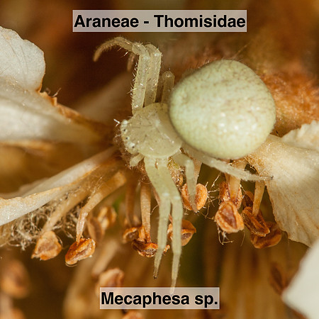 Araneae - Thomisidae - Mecaphesa sp.
