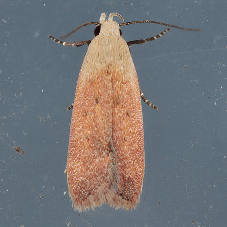 Gelechiidae - Anacampsis fullonella