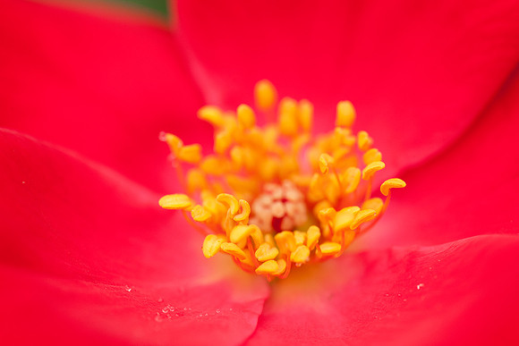 Bailey's Red, aka Karen Poulsen
