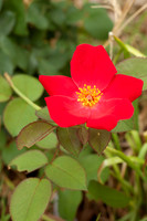 Bailey's Red, aka Karen Poulsen