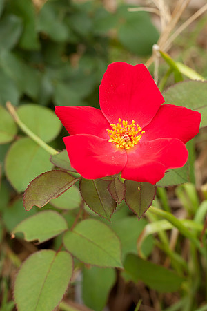 Bailey's Red, aka Karen Poulsen