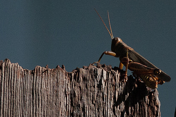 Orthoptera - Acrididae - Melanoplus differentialis