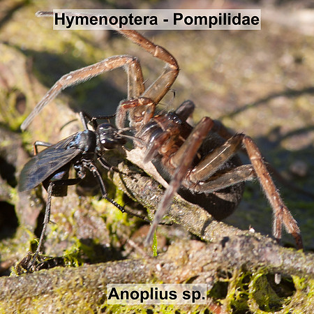 Hymenoptera - Pompilidae - Anoplius sp.