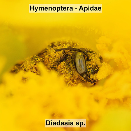Hymenoptera - Apidae - Diadasia australis group