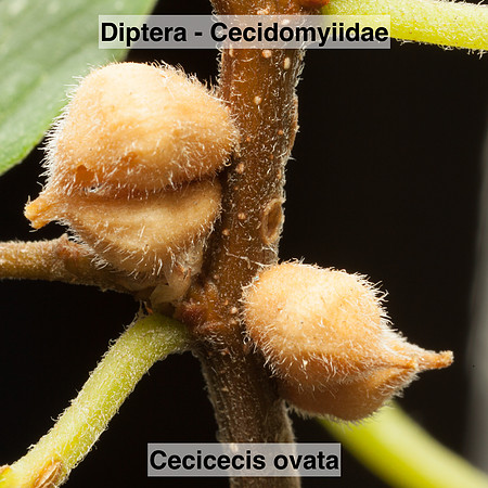 Diptera - Cecidomyiidae - Celticecis ovata