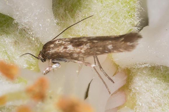 Scythrididae - Unidentified