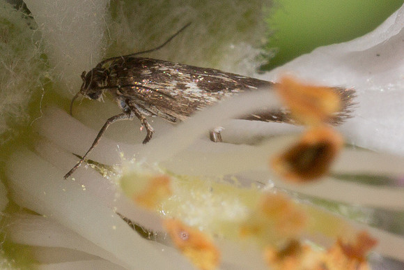 Scythrididae - Unidentified