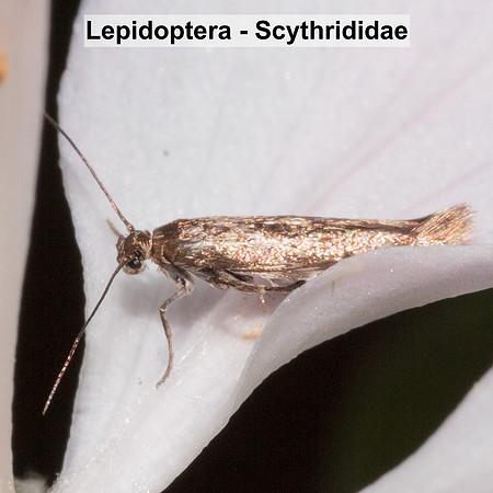 Scythrididae - Unidentified