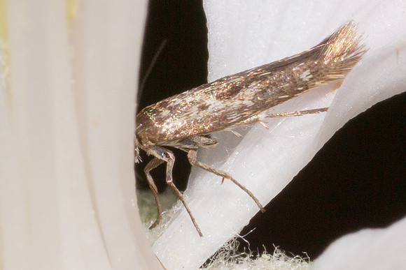 Scythrididae - Unidentified