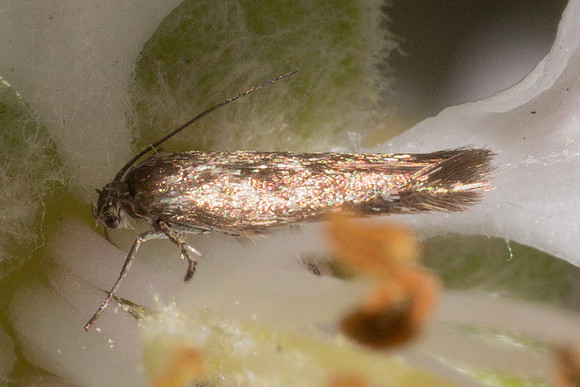 Scythrididae - Unidentified