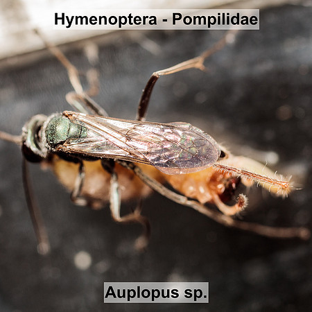 Hymenoptera - Pompilidae - Auplopus sp1.