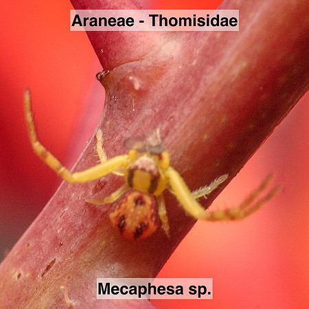 Araneae - Thomisidae - Mecaphesa sp.